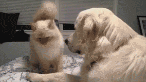 https://media.giphy.com/media/HRDbPruDeSnug/giphy.gif