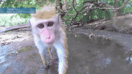 Monkey GIF - Find & Share on GIPHY