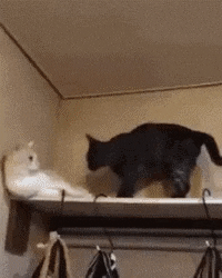 Lemme just go over there in cat gifs