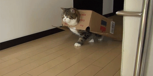 Cat In Box Find And Share On Giphy
