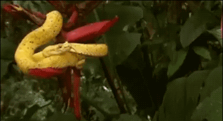 Snakebite GIFs - Find & Share on GIPHY