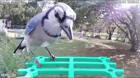 Smart Bird Feeder - HD Solar-Powered Bird Watching