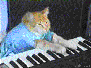 keyboard cat gif from giphy