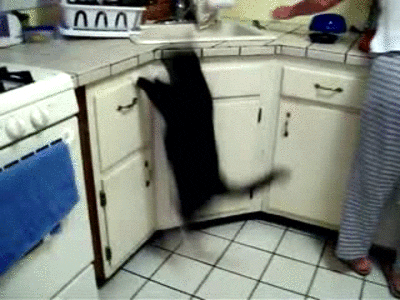 Cat Jumps GIF by Cheezburger - Find & Share on GIPHY
