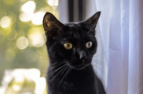 Image result for black cat gif