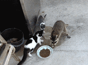 cat what raccoon steal stealing