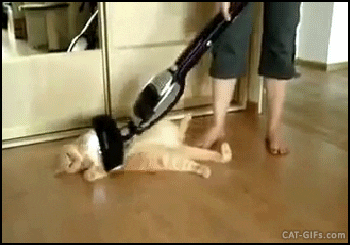 Image result for cat attacking vacuum cleaner gif