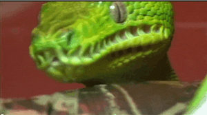 source: imgur.com