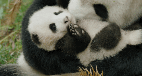 Snow Leopard Monkey GIF by Disney - Find & Share on GIPHY