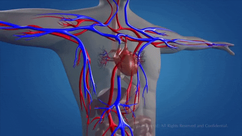 Circulatory System GIF Animation