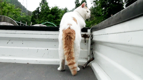Love Cat GIFs - Find & Share on GIPHY