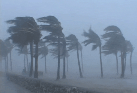 palm trees blown by hurricane