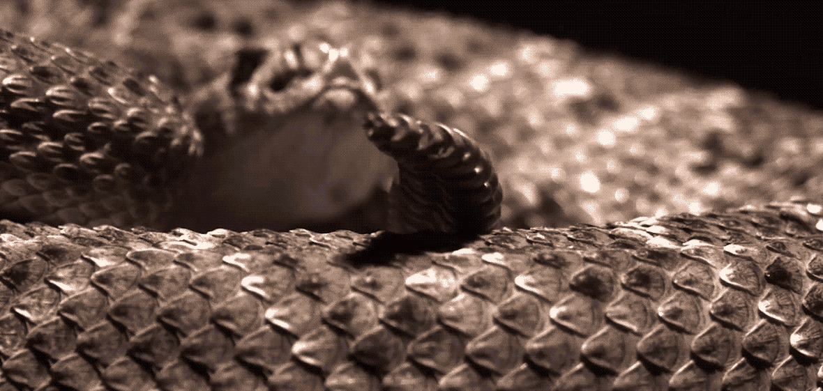 Rattlesnake GIF - Find & Share on GIPHY