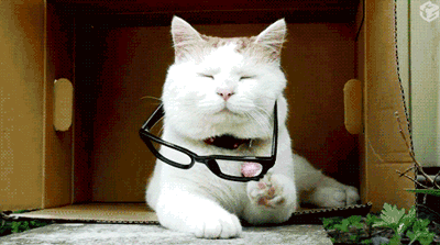 chat qui met des lunettes, prêt à écouter les 10 podcast motivants pour le sport