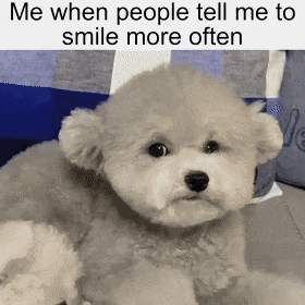 Smile smile in dog gifs