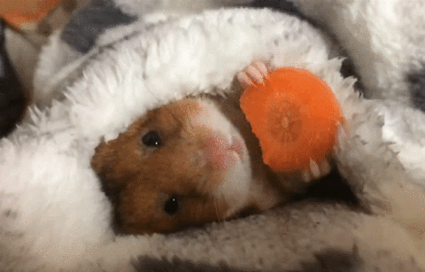 Relaxing Om Nom GIF - Find & Share on GIPHY