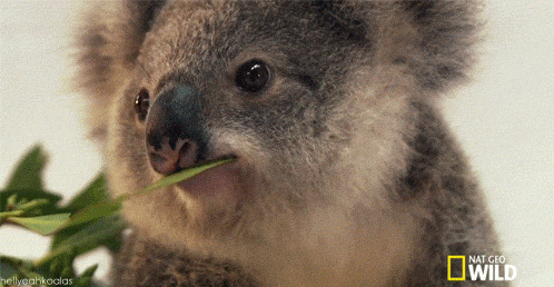 Koala's egg pacque les koalas ça pond des oeufs d'abord Giphy