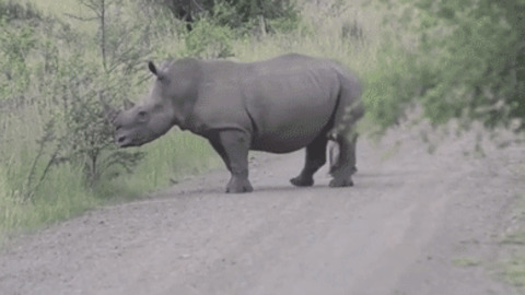 Cute Rhino best Gif