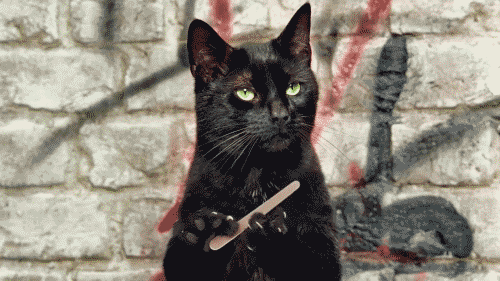 Serious Cat GIF - Find & Share on GIPHY