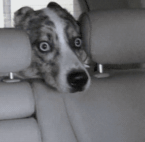 MRW my dog sits on my lap and starts sleeping - GIF - Imgur