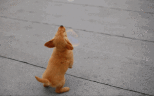puppy bubbles cute puppy GIF