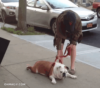 a lazy English pitbull lying on the street after taking a walk with his female owner
