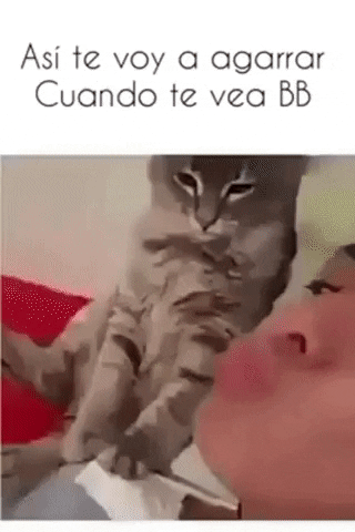 You want kiss I give you kiss in cat gifs