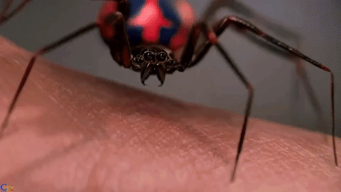 the spider that bit spiderman
