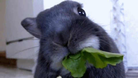 Munch Munch Eating GIF - Find & Share on GIPHY