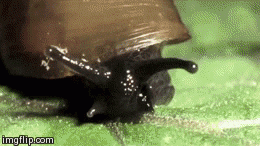 Zombie Snail GIF - Find & Share on GIPHY