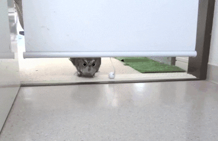Animated gif of owl walking indoors with the text "What did I miss?"