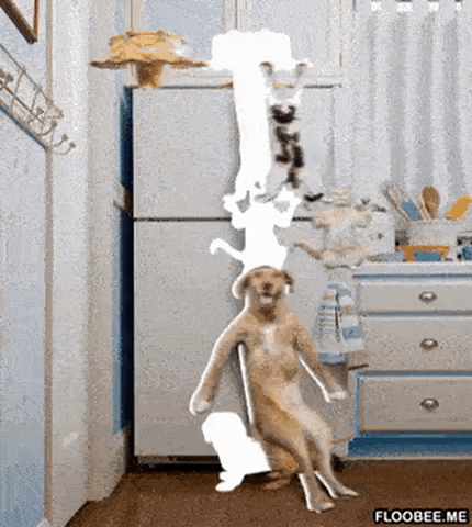 Doggo and catto in gifgame gifs