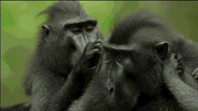 Risultati immagini per monkeys gif