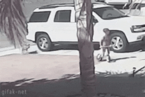 Cat saves kid in cat gifs