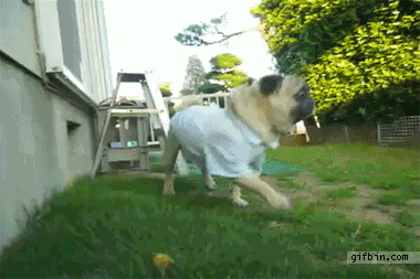 Pug GIF by Cheezburger - Find & Share on GIPHY
