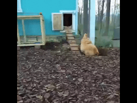https://media.giphy.com/media/I7AwXrVSQgHHG/giphy.gif