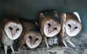 https://media.giphy.com/media/I7LM0qI8jP8Gs/giphy.gif