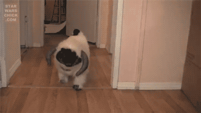 Dogs In Costumes GIFs - Find & Share on GIPHY