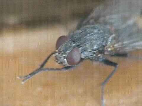Seperti di lansir dari britania.com, lalat dipercaya sanggup membawa jutaan mikroorganisme yang dalam dosis tertentu bisa menyebabkan manusia terjangkit penyakit. Kuman tersebut bisa mengakibatkan beberapa penyakit seperti tuberkulosis dan diare.