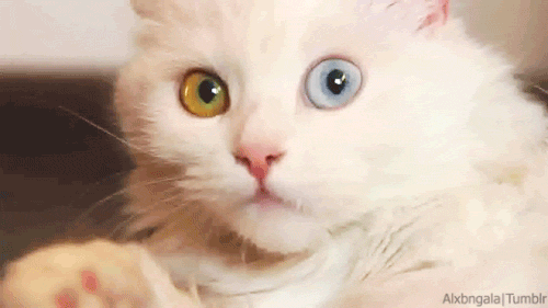 Cat Animated GIF