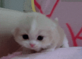 Cute Kittens GIFs - Find & Share on GIPHY