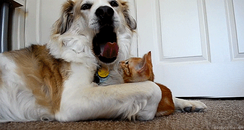 dog animals kitten yawn