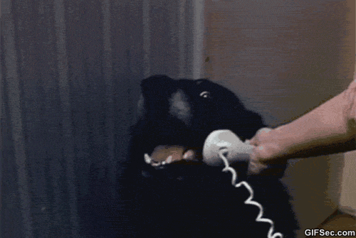 giphy.gif