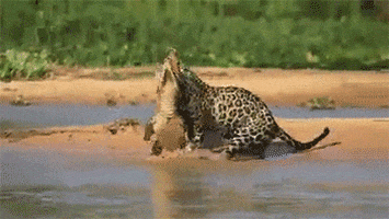 crocodile attacking caiman