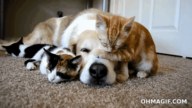 The voice, of the voiceless 🐕🐈 (@bubbles.petsrescue) • Instagram photos and videos