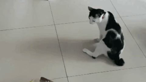 Cat Being Cat