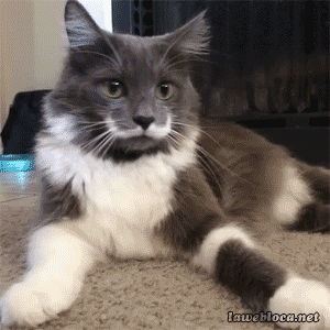 Cat Hipster GIF - Find & Share on GIPHY