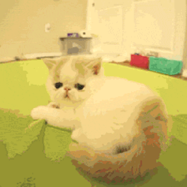 Bed GIF Find & Share on GIPHY