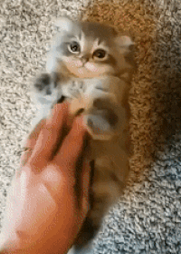 Fitness  catto in cat gifs