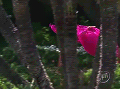 giphy.gif